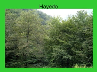 Hayedo
 