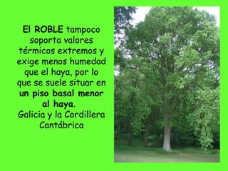 El ROBLE tampoco
soporta valores
térmicos extremos y
exige menos humedad
que el haya, por lo
que se suele situar en
un piso basal menor
al haya. 
Galicia y la Cordillera
Cantábrica
 