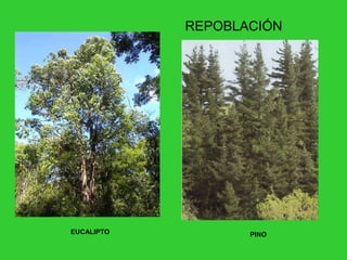 EUCALIPTO PINO
REPOBLACIÓN
 