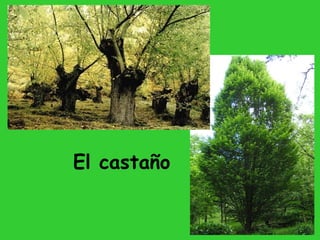 El castaño
 