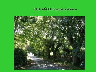CASTAÑOS: bosque oceánicoCASTAÑOS: bosque oceánico
 