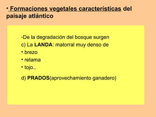 • Formaciones vegetales características del
paisaje atlántico
-De la degradación del bosque surgen
c) La LANDA: matorral muy denso de
• brezo
• retama
• tojo..
d) PRADOS(aprovechamiento ganadero)
 