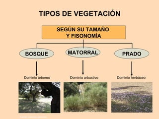 TIPOS DE VEGETACIÓN
SEGÚN SU TAMAÑO
Y FISONOMÍA
BOSQUE
Dominio árboreo
MATORRAL
Dominio arbustivo
PRADO
Dominio herbáceo
Fuente: colección particular
 