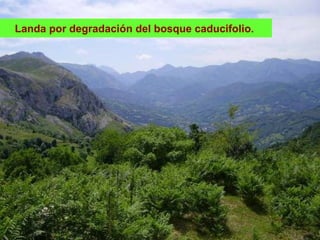 Landa por degradación del bosque caducifolio.
 