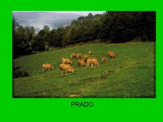 PRADO
 