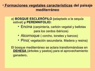 • Formaciones vegetales características del paisaje
mediterráneo
a) BOSQUE ESCLERÓFILO (adaptado a la sequía
estival) y PERENNIFOLIO:
• Encina (carpintería, carbón vegetal y bellotas
para los cerdos ibéricos)
• Alcornoque ( corcho, toneles y barcos)
• Pino( vegetación secundaria. Madera y resina)
El bosque mediterráneo se aclara transformándose en
DEHESA (árboles y pastos) para el aprovechamiento
ganadero.
 