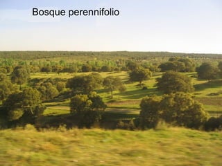 Bosque perennifolio
 