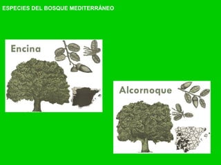 ESPECIES DEL BOSQUE MEDITERRÁNEO
 
