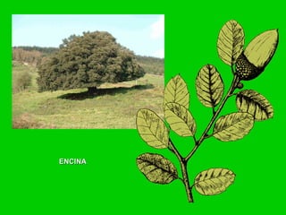 ENCINAENCINA
 