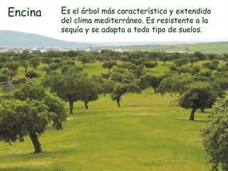 Es el árbol más característico y extendido
del clima mediterráneo. Es resistente a la
sequía y se adapta a todo tipo de suelos.
Encina
 