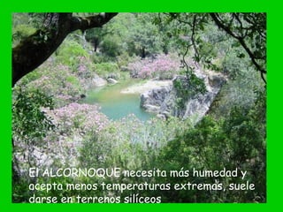 El ALCORNOQUE necesita más humedad y
acepta menos temperaturas extremas, suele
darse en terrenos silíceos
 