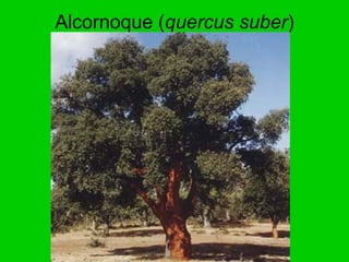 Alcornoque (quercus suber)
 