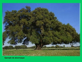 Ejemplo de alcornoque
 