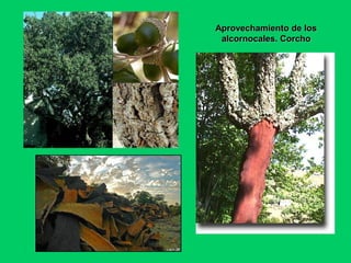 Aprovechamiento de losAprovechamiento de los
alcornocales. Corchoalcornocales. Corcho
 