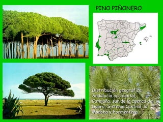 PINO PIÑONERO
Distribución geográfica:Distribución geográfica:
Andalucía occidental,Andalucía occidental,
Cataluña, sur de la cuenca delCataluña, sur de la cuenca del
Duero, Sistema Central, laDuero, Sistema Central, la
Mancha y Formentera.Mancha y Formentera.
 