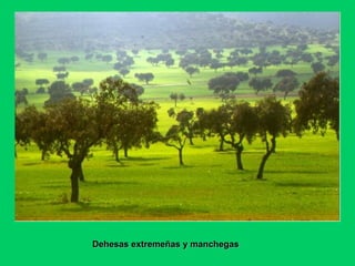 Dehesas extremeñas y manchegasDehesas extremeñas y manchegas
 