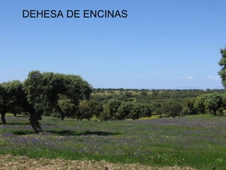 DEHESA DE ENCINAS
 