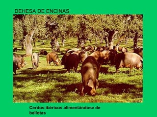 DEHESA DE ENCINAS:
Cerdos ibéricos alimentándose de
bellotas
 