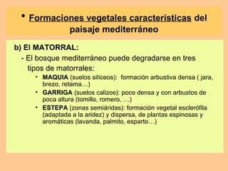 b) El MATORRAL:
- El bosque mediterráneo puede degradarse en tres
tipos de matorrales:
• MAQUIA (suelos silíceos): formación arbustiva densa ( jara,
brezo, retama…)
• GARRIGA (suelos calizos): poco densa y con arbustos de
poca altura (tomillo, romero, …)
• ESTEPA (zonas semiáridas): formación vegetal esclerófila
(adaptada a la aridez) y dispersa, de plantas espinosas y
aromáticas (lavanda, palmito, esparto…)
• Formaciones vegetales características del
paisaje mediterráneo
 