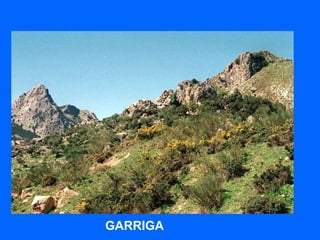 GARRIGA
 