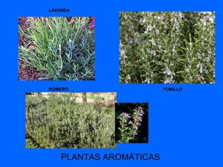 PLANTAS AROMÁTICAS
LAVANDA
TOMILLOROMERO
 