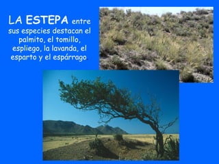 LA ESTEPA entre
sus especies destacan el
palmito, el tomillo,
espliego, la lavanda, el
esparto y el espárrago.
 