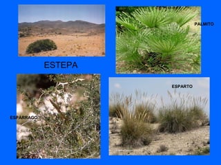 ESTEPA
ESPÁRRAGO
ESPARTAL
PALMITO
ESPARTO
 