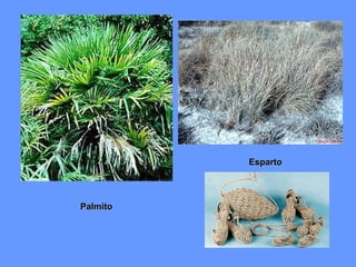 PalmitoPalmito
EspartoEsparto
 