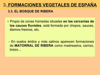 - Propio de zonas húmedas situadas en las cercanías de
los cauces fluviales, está formada por chopos, sauces,
álamos fresnos, etc.
- En suelos áridos y más salinos aparecen formaciones
de MATORRAL DE RIBERA como madreselva, carrizo,
brezo…
3. FORMACIONES VEGETALES DE ESPAÑA
3.3. EL BOSQUE DE RIBERA
 