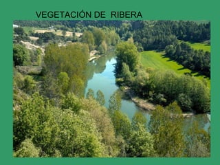 VEGETACIÓN DE RIBERA
 