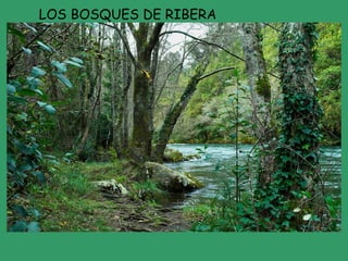 LOS BOSQUES DE RIBERA
 