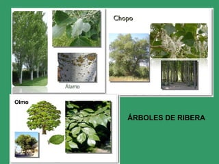 Olmo
ÁRBOLES DE RIBERA
 