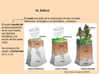 EL SUELO
Fuente: Banco de imágenes del ISFTIC
El suelo procede de la interacción de dos mundos
diferentes, la litosfera y la atmósfera, y biosfera.
El suelo resulta de
la descomposición
de la roca madre,
por factores
climáticos y la
acción de los seres
vivos.
Se compone de
capas u horizontes
(a, b, c, d)
 