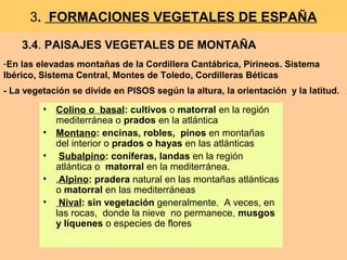 3.4. PAISAJES VEGETALES DE MONTAÑA
3. FORMACIONES VEGETALES DE ESPAÑA
• Colino o basal: cultivos o matorral en la región
mediterránea o prados en la atlántica
• Montano: encinas, robles, pinos en montañas
del interior o prados o hayas en las atlánticas
• Subalpino: coníferas, landas en la región
atlántica o matorral en la mediterránea.
• ,Alpino: pradera natural en las montañas atlánticas
o matorral en las mediterráneas
• Nival: sin vegetación generalmente. A veces, en
las rocas, donde la nieve no permanece, musgos
y líquenes o especies de flores
-En las elevadas montañas de la Cordillera Cantábrica, Pirineos. Sistema
Ibérico, Sistema Central, Montes de Toledo, Cordilleras Béticas
- La vegetación se divide en PISOS según la altura, la orientación y la latitud.
 