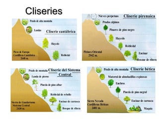 CliseriesCliseries
 