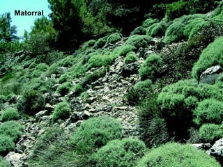 Matorral
 