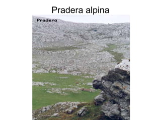 Pradera alpina
 