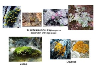 PLANTAS RUPÍCULAS (las que se
desarrollan entre las rocas)
MUSGO
LÍQUENES
 
