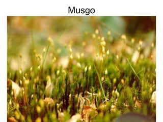 Musgo
 