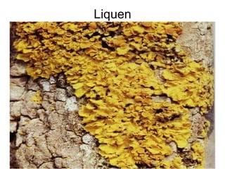 Liquen
 