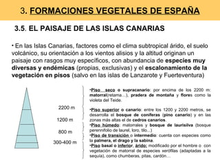 3. FORMACIONES VEGETALES DE ESPAÑA
3.5. EL PAISAJE DE LAS ISLAS CANARIAS
• En las Islas Canarias, factores como el clima subtropical árido, el suelo
volcánico, su orientación a los vientos alisios y la altitud originan un
paisaje con rasgos muy específicos, con abundancia de especies muy
diversas y endémicas (propias, exclusivas) y el escalonamiento de la
vegetación en pisos (salvo en las islas de Lanzarote y Fuerteventura)
•Piso seco o supracanario: por encima de los 2200 m:
matorral(retama…), pradera de montaña y flores como la
violeta del Teide.
•Piso superior o canario: entre los 1200 y 2200 metros, se
desarrolla el bosque de coníferas (pino canario) y en las
zonas más altas el de cedros canarios.
•Piso húmedo: matorrales y bosque de laurisilva (bosque
perennifolio de laurel, loro, tilo...)
•Piso de transición o intermedio: cuenta con especies como
la palmera, el drago y la sabina.
•Piso basal o inferior, árido: modificado por el hombre o con
vegetación de matorral de especies xerófilas (adaptadas a la
sequía), como chumberas, pitas, cardón…
2200 m
1200 m
800 m
300-400 m
 