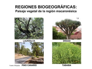 REGIONES BIOGEOGRÁFICAS:
Paisaje vegetal de la región macaronésica
LAURISILVA DRAGO
PINO CANARIO TABAIBA
Prof. ISAAC BUZO SÁNCHEZ
Fuente: Wikipedia
 