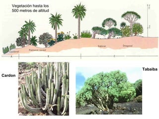Vegetación hasta los
500 metros de altitud
Cardon
Tabaiba
 