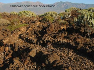CARDONES SOBRE SUELO VOLCÁNICO
 