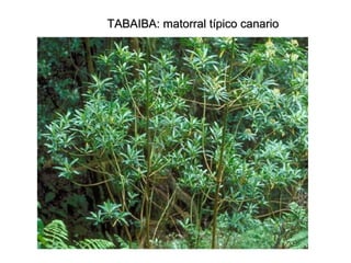 TABAIBA: matorral típico canarioTABAIBA: matorral típico canario
 