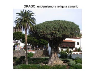DRAGO: endemismo y reliquia canarioDRAGO: endemismo y reliquia canario
 