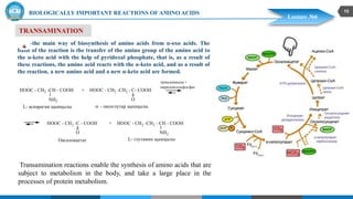 Transanimation amino acids, proteins, classification of amino acids | PDF