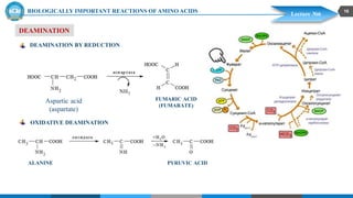 amino acids, proteins, classification of amino acids | PDF