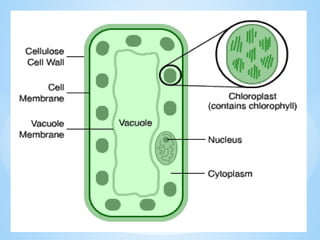 © Galaxysite.weebly.com - All Rights Reserved
 