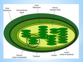 © Galaxysite.weebly.com - All Rights Reserved
 